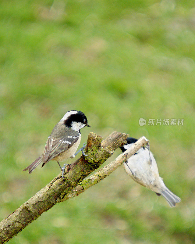 煤雀(Parus water)